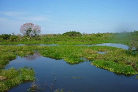Le Pantanal