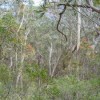 Forêt d’eucalyptus
