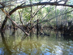 la mangrove (2)