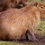 capibara (cabiai)